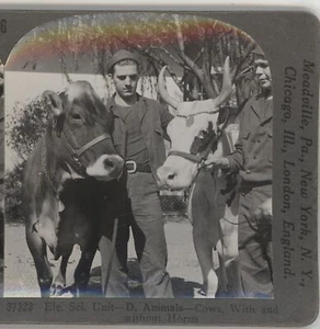 Tiere - Bauernhoftiere Kühe mit & ohne Hörner Keystone Stereoansicht 1900 - Bild 1 von 3