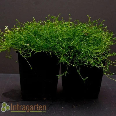 Sagina subulata Sternmoos winterhart Irisch Moss Bodendecker Rasenersatz - Bild 1 von 4