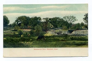 Mansfield MA, Meadowview Farm, vacas, puente, flores, postal de 1910, ¿poco común? - Imagen 1 de 2