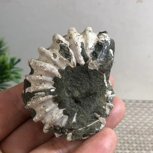 73g Rare natural rough polished white conch Ammonite c55 - Picture 1 of 7