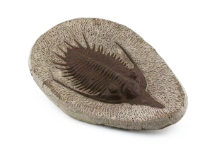 REPRODUCTION TRILOBITE FOSSIL IN HOST ROCK MOROCCO 4 2/3 INCH EBS8787/102324 - Picture 1 of 3