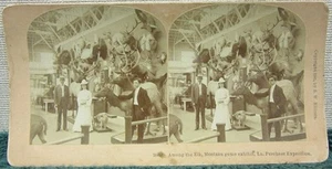 B.W. Kilburn Stereoview, ""Among the Elk, Montana Spielausstellung, La. Expo kaufen - Bild 1 von 2