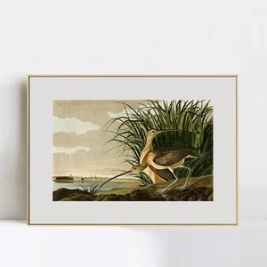 Lienzo enmarcado impresión de giclee largo facturado rizo por John James Audubon decoración del hogar - Imagen 1 de 20