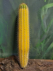 T. Spachianus Variegated Cactus Rare Clone #2 Collectors Clone Plant S.E.P🌵  - Picture 1 of 7