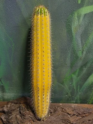 T. Spachianus Variegated Cactus Rare Clone #2 Collectors Clone Plant S.E.P🌵  - Image 1 of 4