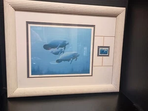 KENNETH AUNCHMAN Framed & Signed Manatee Print - Picture 1 of 12