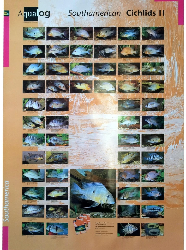 AQUALOG: Poster Cichlids 2 (Geophagus/Eartheaters) LAMINATED - Image 1 of 1