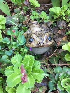 Vintage~Keramik Huckepack Frösche~Kröten! 4 1/4" x 4 1/2" x 3 1/2" ~ Garten ~ Innen ~ - Bild 1 von 19