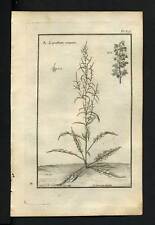 Engraving Original Botany 1767 Patience Curly
