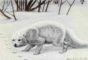 A4 Photo Fuertes Louis Agassiz 1920 Arctic Fox Print Poster - Picture 1 of 1