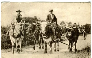 UK Men riding Oxes 1910 Cecily Series W. D. M. Cirencester published postcard - Picture 1 of 4