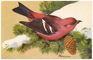 Pico cruzado de alas blancas - Peterson Birds - Federación Nacional de Vida Silvestre 1957 - Imagen 1 de 2