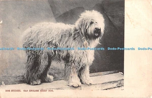 R381252 Dog Studies Old English Sheep Dog Tuck Dog Studies Series 1216 1904 - Picture 1 of 4