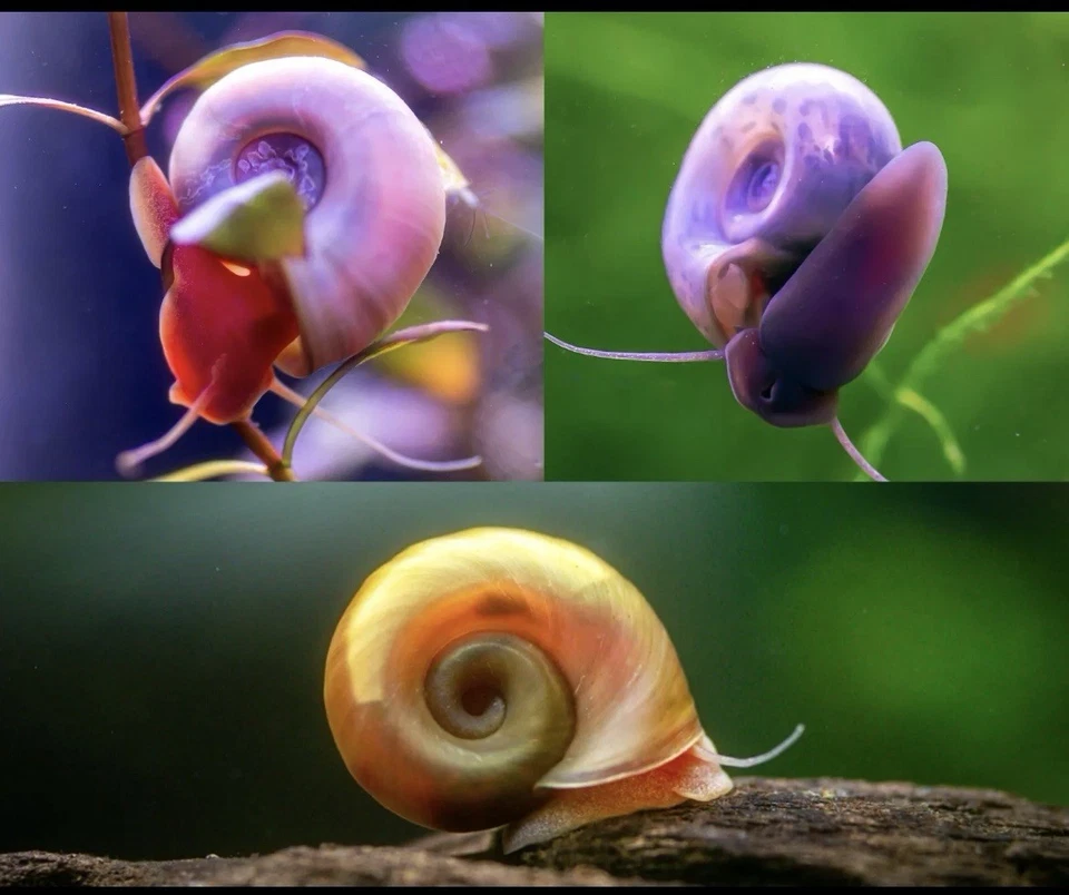 15 AZUL, ROSA Y ROJO Leopardo Ramshorn Caracoles Vivos Acuario de Agua Dulce Estanque Caracol Foto 1 de 4