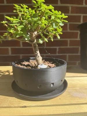 6” Round plastic Bonsai penjing Training Pots Flowers Gardening Heavy Draining  Foto 1 de 4