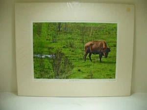 PASSEPARTOUT FOTOGRAFIE Junger Bison von Dom Martino 20 x 16 Zoll Farbe Landschaft - Bild 1 von 7