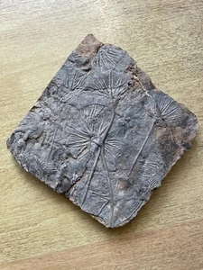 2280g Triassic Natural crinoid specimen Geologic rock - Picture 1 of 23