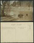 South Africa Old Rp Postcard Harrismith Lake Side Ducks