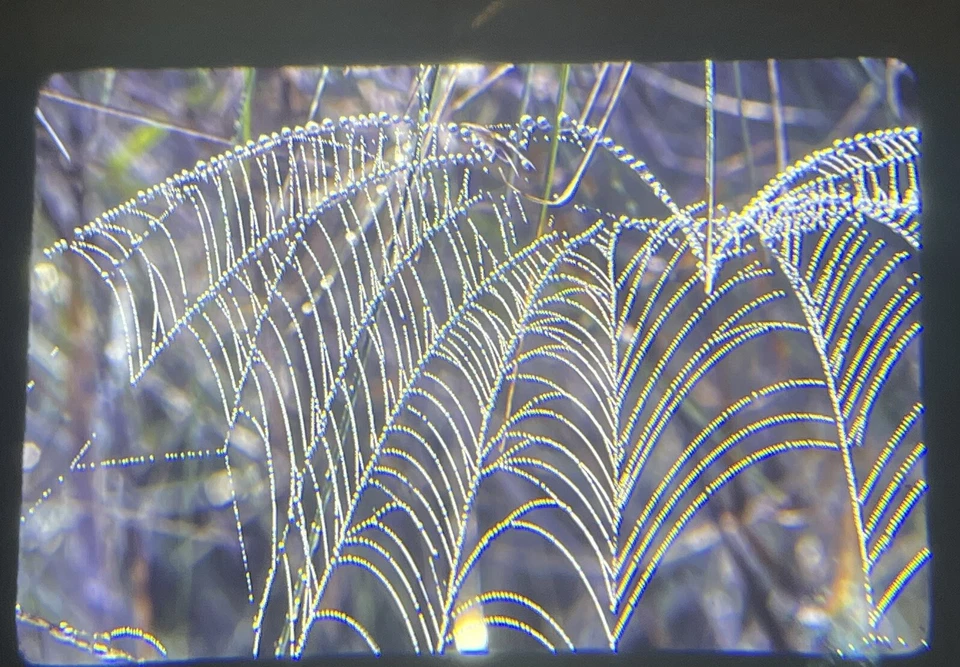 35 MM Color Slides Professional Photograph Spider Web Close Up - Image 1 of 1
