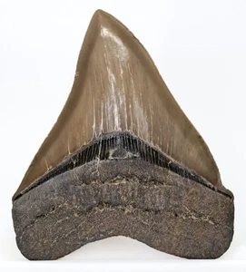 4,80" MEGALODON HAIZAHN echtes Fossil RAR hellbraun Georgia, USA - Bild 1 von 6