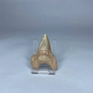 Otodus Shark Tooth Large Cretaceous Shark Fossil 63mm Morocco Genuine Fossil - Picture 1 of 3