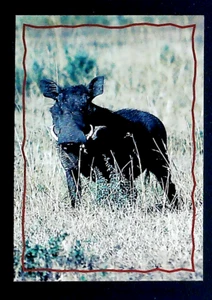 The Lion King Series II  - 1994 Skybox # 159  - The Warthog - L 6 - Picture 1 of 2