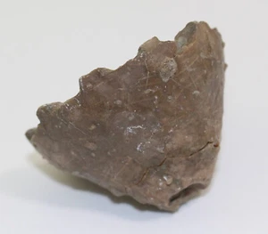 Crinoide, Eucalyptocrinites crassus, Silur, Waldron Indiana, USA -b151 - Picture 1 of 8