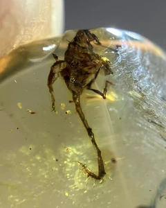 Cretaceous Fossil Burmese amber burmite scorpion insect amber Fossil Myanmar - Picture 1 of 7