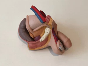 3B Scientific Spare Male Genitals Set 4 Parts Torso Anatomical Model Anatomy - Picture 1 of 5