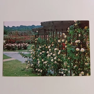 Postcard The Botanical Gardens Norfolk Virginia Rose Garden Unposted - Picture 1 of 6