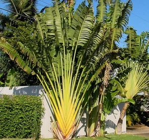 SAMEN schöner Anblick Baum der Reisenden Wintergarten Pflanzensamen Veranda Sam - Bild 1 von 1