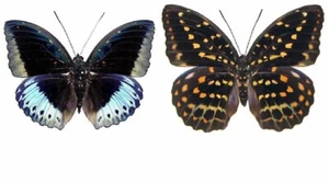 Lexias pardalis ellora - Unmounted Pair - Picture 1 of 2