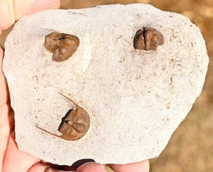 Rare Ordovician trilobites, Onnia superba, Ktaoua Formation, Morocco - Picture 1 of 6