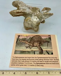 Spinosaurus Cervical Vertebra Dinosaur F0SSIL before T Rex Cretaceous Z6 - Picture 1 of 6