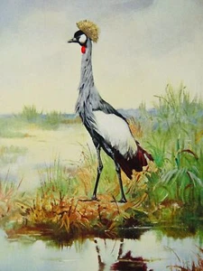 c1906 Original Zoologiedruck DER GEKRÖNTE KRAN lebende Tiere - Bild 1 von 3