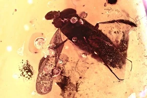 RARO BARQUERO DE AGUA Adulto INSECTO ACUÁTICO Corixidae ÁMBAR BÁLTICO + HQ Pic 250304 - Imagen 1 de 6