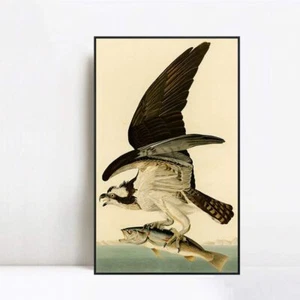 Framed Canvas Art Giclee Print Fish Hawk or Osprey by John James Audubon 20"x28" - Picture 1 of 8