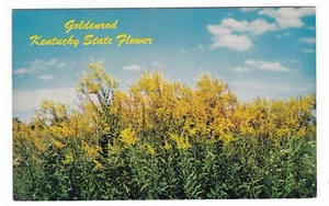 Goldenrod / Kentucky State Flower / Vintage Postkarte Mid Century Ansicht - Bild 1 von 2