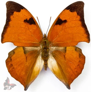Zaretis itys, UNMOUNTED butterfly - Picture 1 of 1