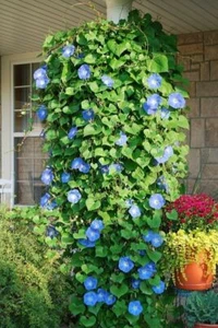 30 MORNING GLORY TRAILING Ipomoea Tricolor SEEDS Blue Flower for Hanging Baskets - Picture 1 of 3