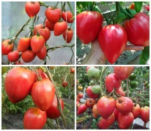 Знаменитая клубника миссис Шлаубах Томат Семена Tomate Samen Seeds - Picture 1 of 1