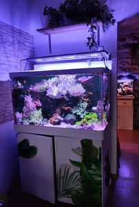 Red Sea Max 250 L Meerwasseraquarium - Bild 1 von 5