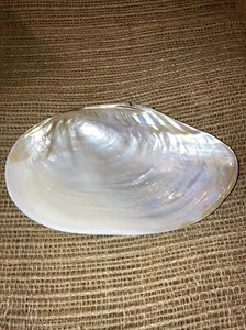 Footed Cabebe Shell 8” X 4.75” Vanity Dish/Beach Decor - Picture 1 of 4