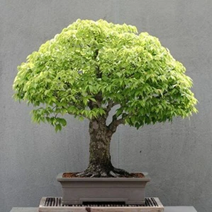 8 graines ORME DE SIBERIE(Zelkova serrata)BONSAÏ E106 JAPANESE ELM SEEDS SAMEN - Imagen 1 de 1
