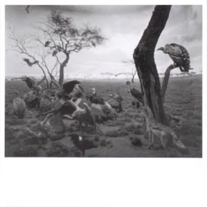 Hiroshi Sugimoto: Print "Hyena-Jackal-Vulture, 1976" - Picture 1 of 4