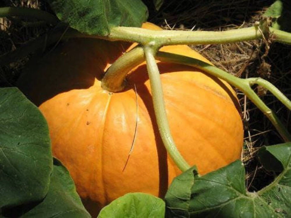 SEEDVILLE USA 25 BIG MAX PUMPKIN Cucurbita Maxima Vegetable Seeds (Grow 100 pound pumpkins!)