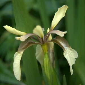 12 seltene Samen Iris foetidissima citrina - Bild 1 von 6