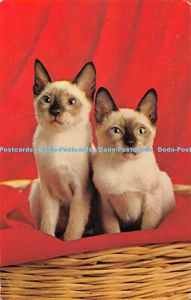 R528934 Two Cats In Basket Postcard 1978 - Picture 1 of 4