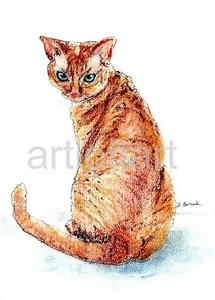 DEVON REX CAT ACEO Card Print by A Borcuk 2.5"x3.5" - Picture 1 of 1
