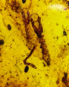 Cretaceous Fossil Burmese amber burmite unknown insect amber Fossil Myanmar - Picture 1 of 5